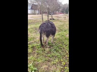 Видео от Конёк Горбунок . Конный клуб.