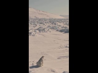 ‍ ️ Маленькие радости хозяина Арктики