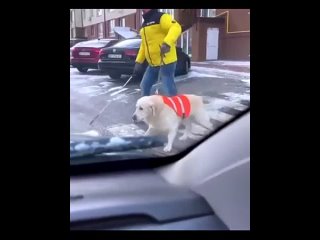 Собака-поводырь мужественно проводит своего хозяина через улицу.