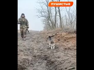 Боевой кот Тяпа с Запорожского направления