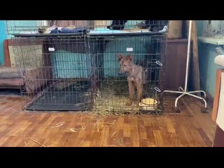 Видео от Приют для бездомных животных    Кот и Пёс_03