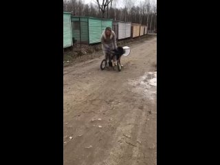 Видео от Собаки которые хотят домой