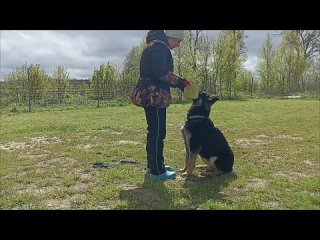 Видео от К39 дрессировка собак (Калининград)