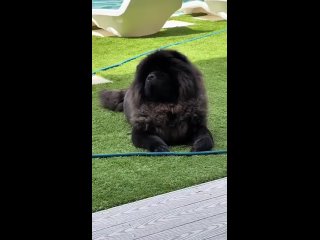 A bumblebee landing on a giant fluffy dog.