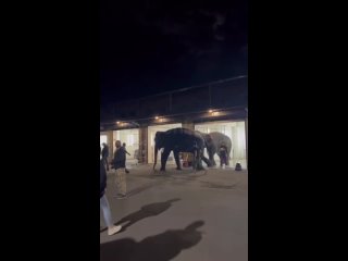 Семья цирковых слонов искупалась на автомойке во Владикавказе