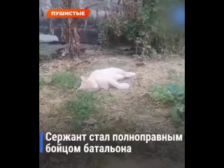 Котпрошел более 10 км, чтобы вернуться к своему бойцу-саперу, который его приютил