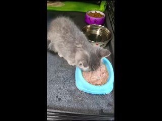 Видео от Приют для кошек “Рыжий Кот“ в Санкт Петербурге