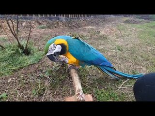 Видео от Клуб любителей попугайчиков “ПТИЧКА“