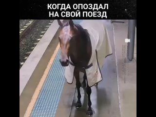 Что делает лошадь в метро? —