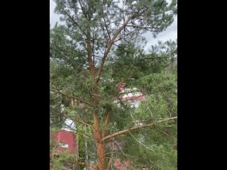 Видео от Спил деревьев Вырица (СПБ и ЛО) 89502222409