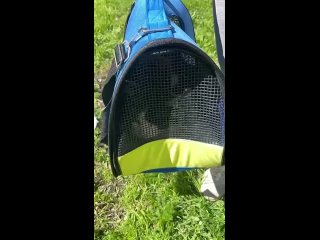 Video by ЗоопоискЮАО Пропала/Найдена собака кошка