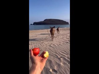 Невероятный Приморский край: голубое море, белый песок и дикие олени. Узнали место?   📍 Бухта Петрова 📸 pulsic (видео)