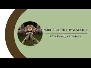 Spiders of the Tomsk region
