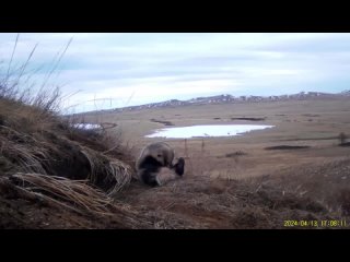 В хакасском заповеднике начали просыпаться и выходить из нор барсуки