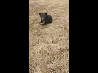 То ли рычит, то ли мяукает: гималайский медвежонок-сирота вышел на свою первую прогулку в Приморье