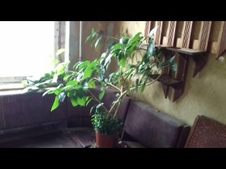 📽📸Е.Кис. фото, видео:  Домашний цветник