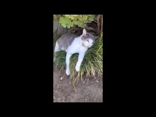 Самые смешные видео с кошками и собаками - Самые смешные видео с животными 2024 #2