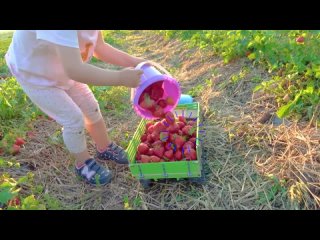 Darius plays with RC Truck and picks up lots of fruits