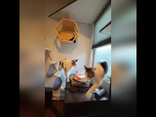 Парень превратил свой дом в страну кошачьих приключений 🐱