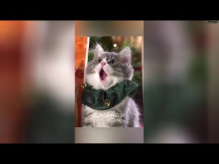 Сеньор Мяуэр - канал кота, который решил показать вам самые смешные видео из жизни своих сородичей