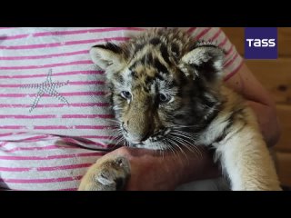 Tiger cubs at the Mariupol Zoo