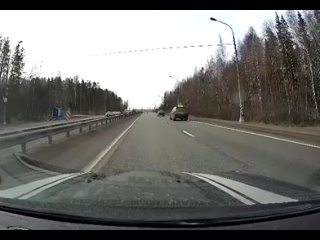 Автомобилисты сообщают о павлине на Мурманском шоссе в 12 км от Петербурга