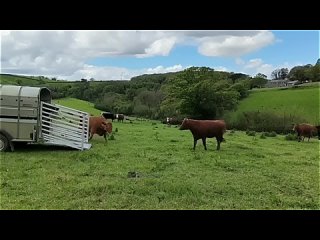 Племенного быка привезли на пастбище полное коров