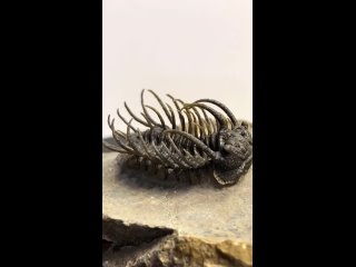 Трилобит Koneprusia dahmani  от trilobites4u