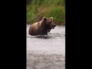 Бурый медведь занимается подводным поиском лосося