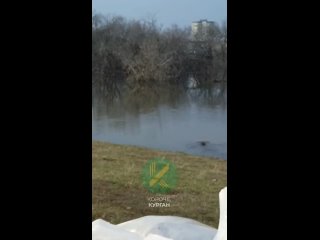 Видео от Интересный Курган | Наводнение 2024
