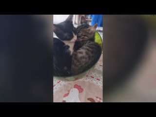 Коты в миске