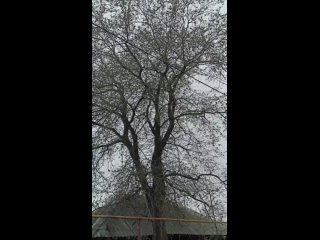 Видео от УралАрбо - спилить дерево Миасс Челябинск