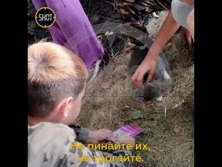 Милота из Башкортостана: 9-летний мальчик продаёт свои игрушки, чтобы накормить бездомных животных