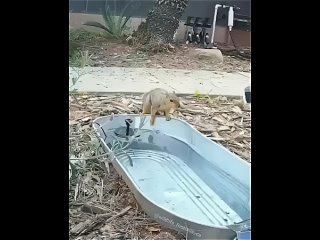 Вода для животных