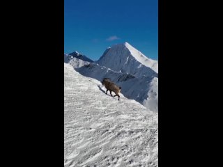 Горный козёл Тур в Красной Поляне  ️