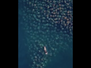 Большая миграция скатов у берегов Калифорнии 😃🌊😍✨