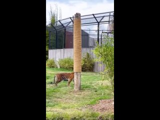 Tiger Scratching Post