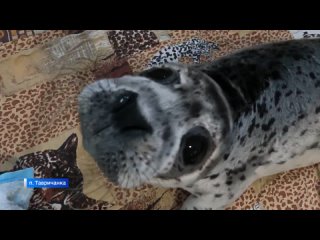 Назвали Биг-Беном: спасенный тюлененок стал идеальным постояльцем реабилитационного центра