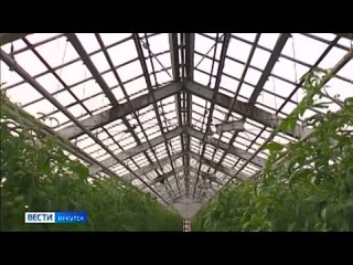 Первый урожай помидоров собрали в тепличном хозяйстве в Ангарске