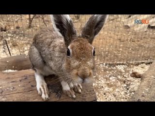 Ушастая история как спасают зайцев в Домодедове