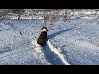 Рисую собакой на снегу)