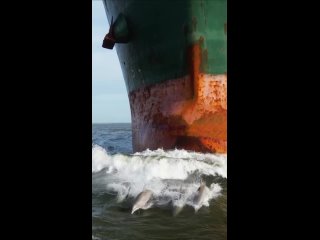 Дельфины играют перед кораблем, проходящим мимо ост