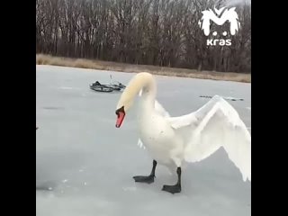 В Красноярском крае лебеди прилетели к рыбакам, чтобы качнуть свои права [ND]