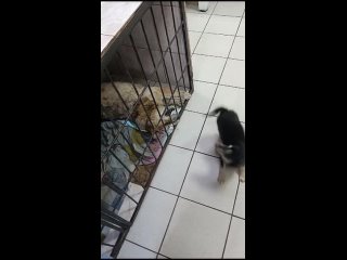 Видео от Мини-приют для собак Мокрый нос Вятские Поляны