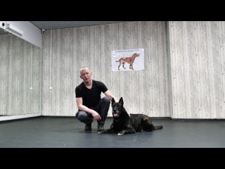 Как научить собаку команде ОБОЙДИ 🐶 Как научить щенка слышать команду “Обойди“ 🐕