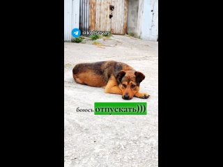 Знакомьтесь - Боцман) После хорошего обеда хочется вздремнуть) #собакен #охрана #сытыйпес.