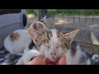 4 обаятельных котёнка