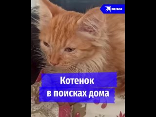 Котенок в поисках дома