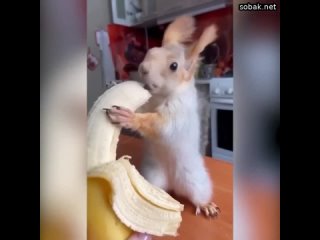 Очень вкусный бананчик, намного вкуснее других! милые животные