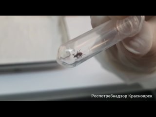 Клещи присосались к 113 жителям края